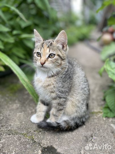 Милые котята ищут добрых хозяев
