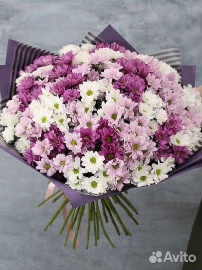 Хризантема