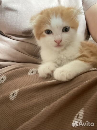 Котенок вислоухий