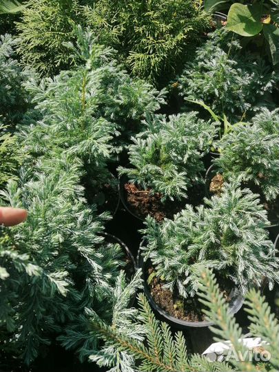 Кипарисовик Булевард горохоплодный