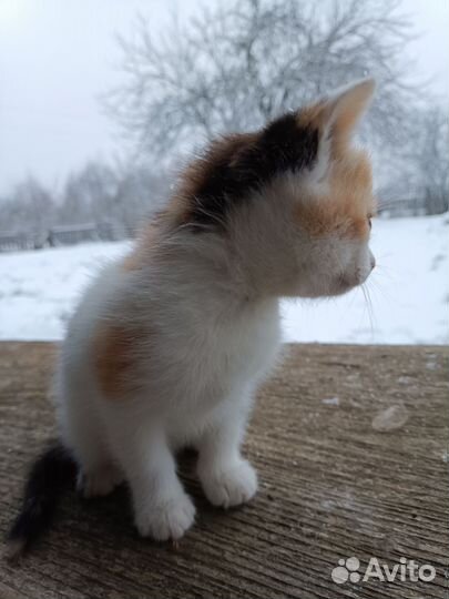 Котенок в добрые руки