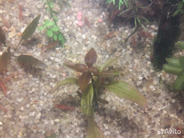 Набор для начинающего аквариумиста