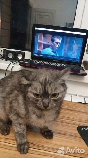 Потерялась кошка