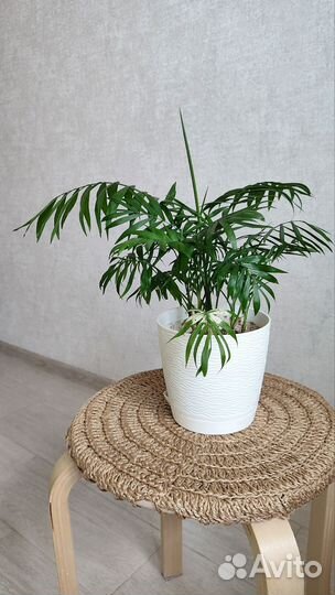 Пальма хамедорея