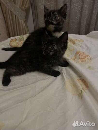 Котята помесь британца и обычной кошки