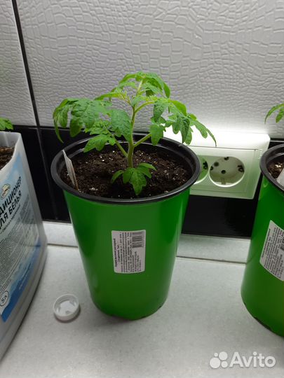 Рассада томатов баклажанов перца арбузов огурцов