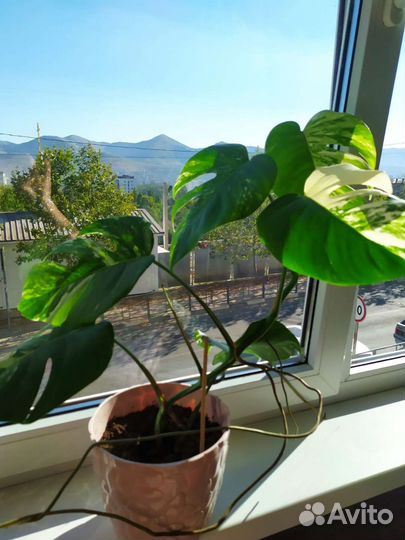 Монстера вариегатная альба