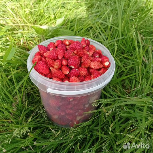 Ремонтантная земляника