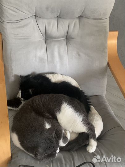 Кот