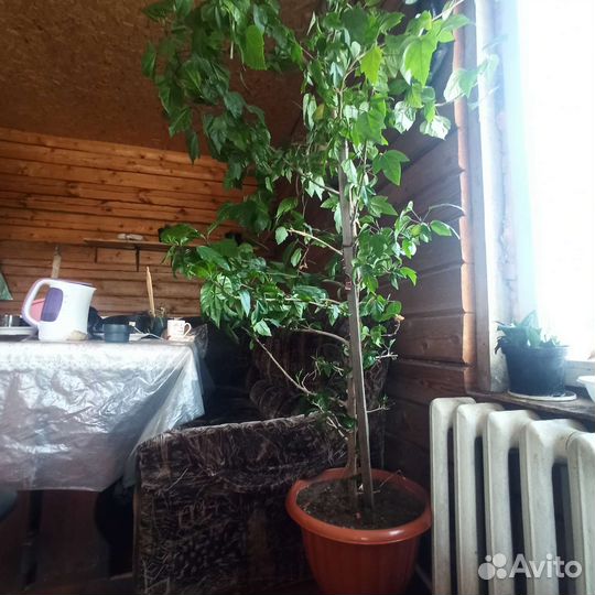 Гибискус китайская роза