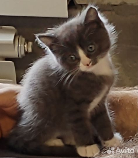 Пушистый, дымчатый мальчик. Бесплатно