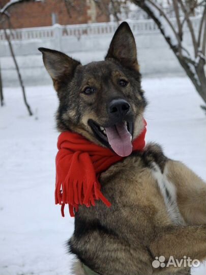 Собака по кличке Кекс в дар