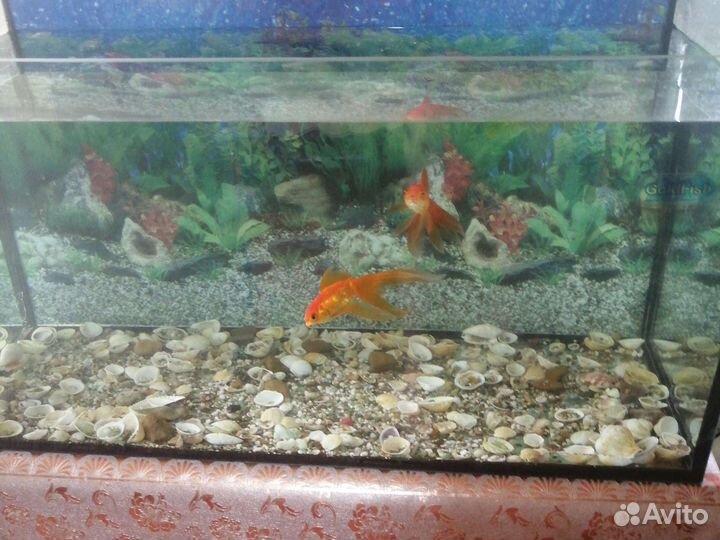 Аквариум