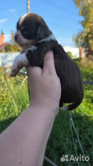 Чихуахуа мальчики