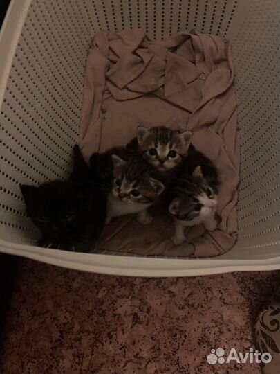 Котята Эгейские