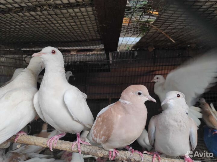 Дутыши. Касаны. Горлицы