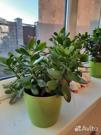 Толстянка (денежное дерево)