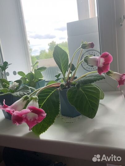 Глоксиния цветущая