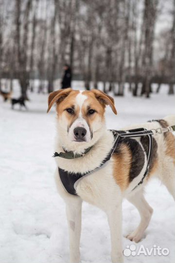Ласковый мальчик из приюта в добрые руки
