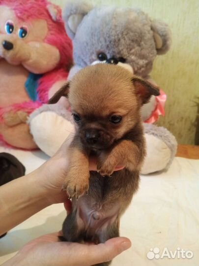 Щенок маленькой собаки