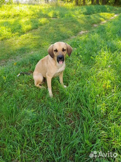 Найдена собака