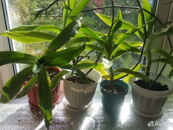 Золотой Ус лечебное растение