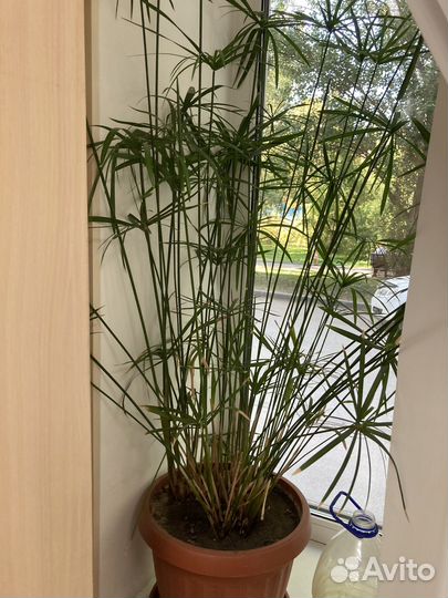 Циперус папирус