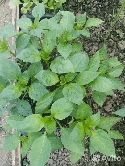 Рассада перца