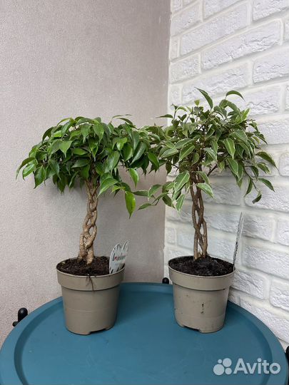 Фикус бенджамина экзотика комнатные цветы
