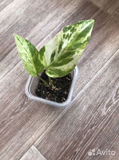 Экзотические комнатные растения