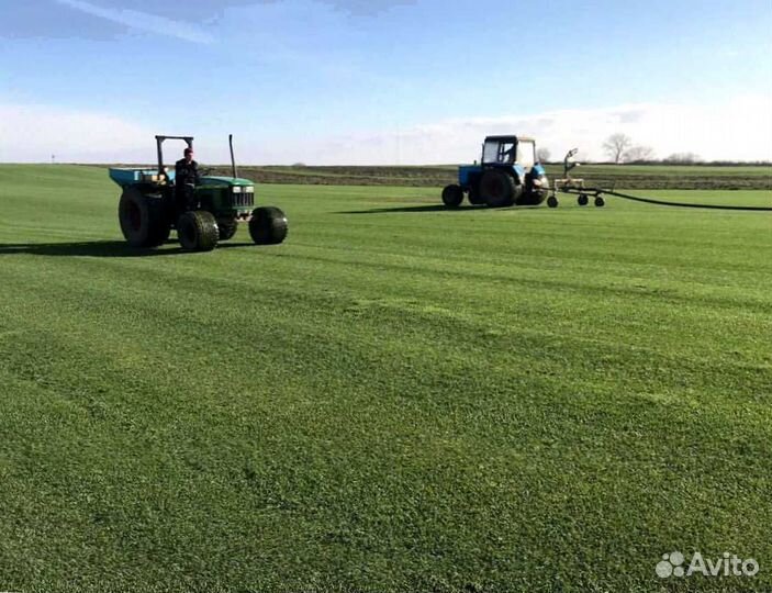 Газон. Рулонный газон