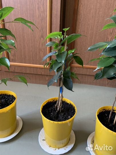 Фикус Бенджамина, Паслен, Рео