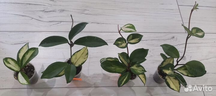 Хойя разные