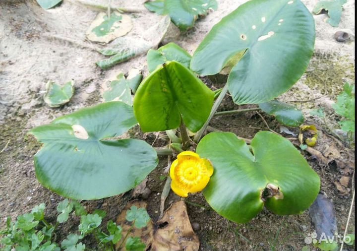 Семена Нимфеи лиловая/и др цвета,лотос,кубышка