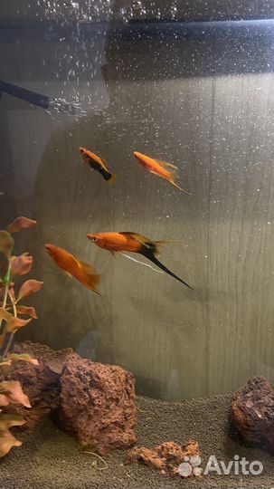 Аквариум 45л со всем содержимым