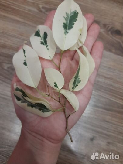 Фикус Де Гантель