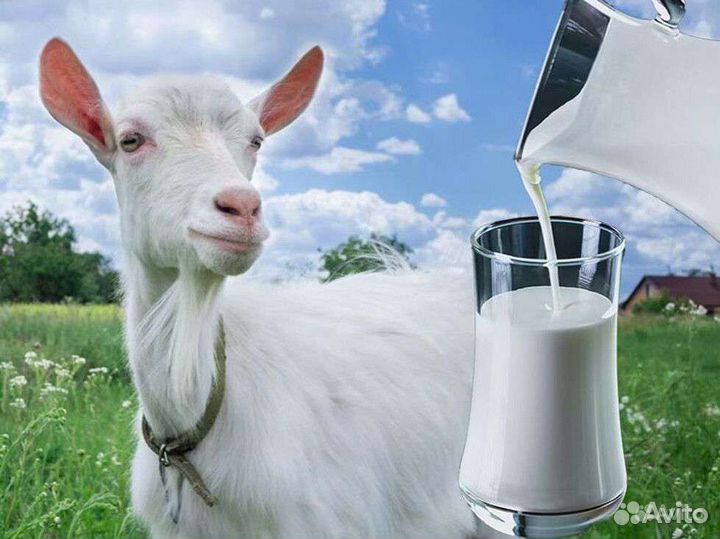 Молоко козье