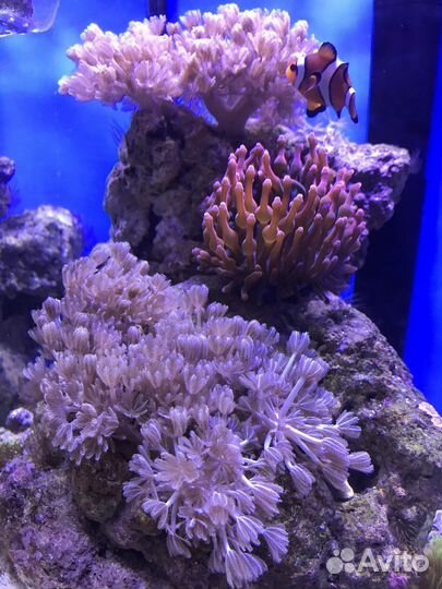 Кораллы для морского аквариума