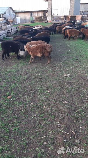 Овцы бараны