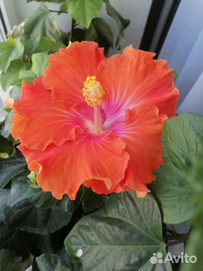 Сортовые гибискусы