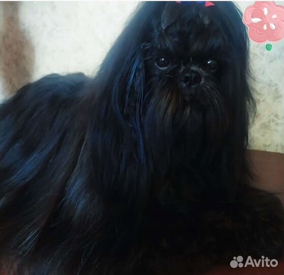 Щенки ши-тцу разных окрасов