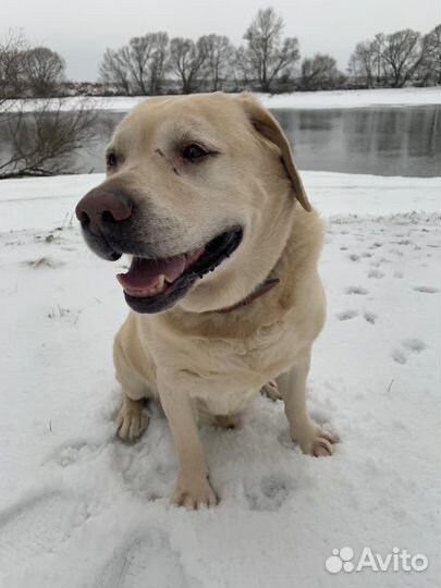 Собаки бесплатно в добрые руки