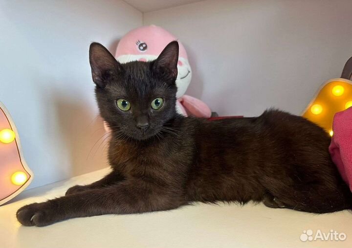 Кошка в дар бесплатно