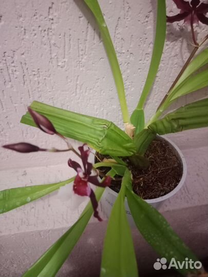 Орхидея Камбрия цветущая домашняя
