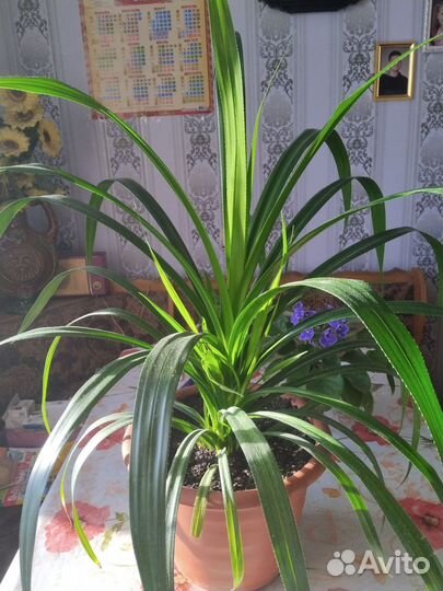 Пальма панданус