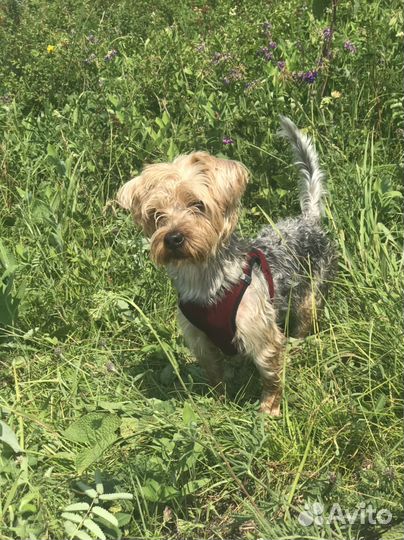 Йоркширский терьер