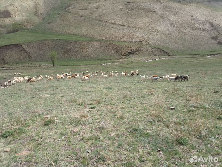 Овцы ягнята козы козлята