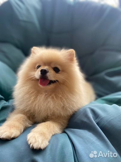 Щенок померанского шпица