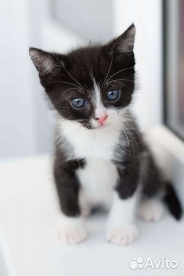 Чудесный крепыш котенок в добрые руки