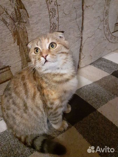 Отдам котят